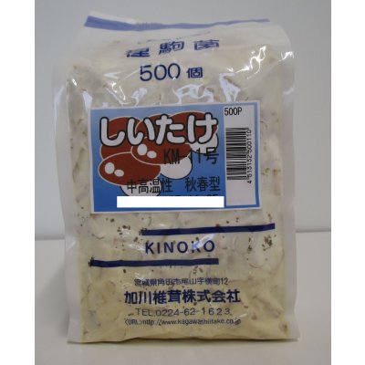 画像1: [きのこ菌]　しいたけ菌　KM-11号（秋春型）　500駒　加川椎茸（株）