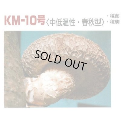 画像2: [きのこ菌]　しいたけ菌　KM-10号（春秋）250駒　加川椎茸（株）
