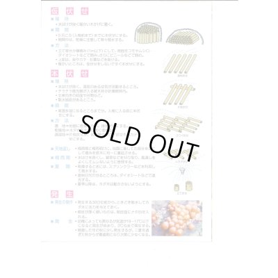 画像4: [きのこ菌]　しいたけ菌　KM-11号（秋春型）　250駒　加川椎茸（株）