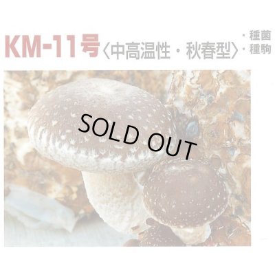 画像2: [きのこ菌]　しいたけ菌　KM-11号（秋春型）　250駒　加川椎茸（株）