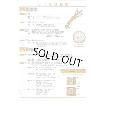 画像5: [きのこ菌]　しいたけ菌　KM-11号（秋春型）　250駒　加川椎茸（株）