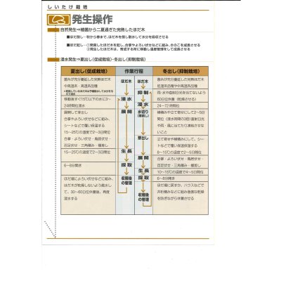 画像6: [きのこ菌]　しいたけ菌　KM-11号（秋春型）　250駒　加川椎茸（株）