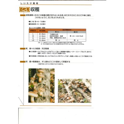 画像7: [きのこ菌]　しいたけ菌　KM-11号（秋春型）　250駒　加川椎茸（株）