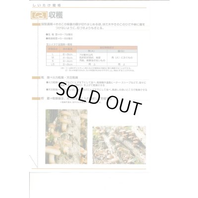 画像7: [きのこ菌]　しいたけ菌　KM-11号（秋春型）　250駒　加川椎茸（株）