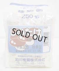 [きのこ菌]　しいたけ菌　KM-11号（秋春型）　250駒　加川椎茸（株）
