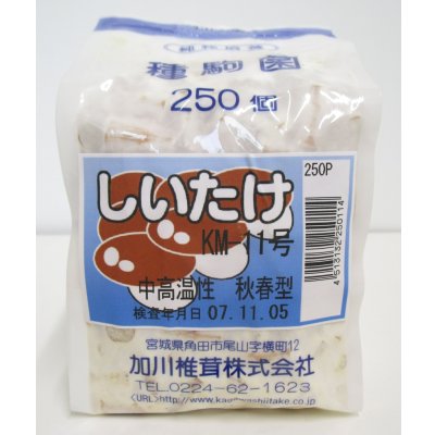 画像1: [きのこ菌]　しいたけ菌　KM-11号（秋春型）　250駒　加川椎茸（株）
