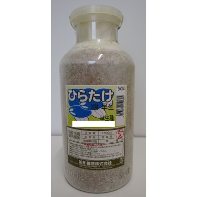 画像1: [きのこ菌]　ひらたけ　KM早生（オガクズ）1500cc　加川椎茸（株）