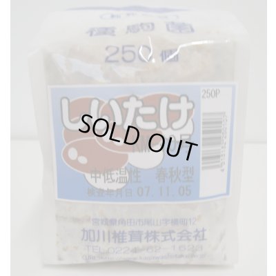 画像1: [きのこ菌]　しいたけ菌　KM-10号（春秋）250駒　加川椎茸（株）