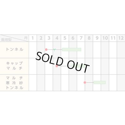 画像3: 送料無料　[ズッキーニ]　イエローヤングマン　100粒　(株)サカタのタネ