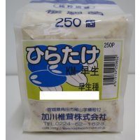 [きのこ菌]　ひらたけ　KM早生（種駒）250駒　加川椎茸（株）