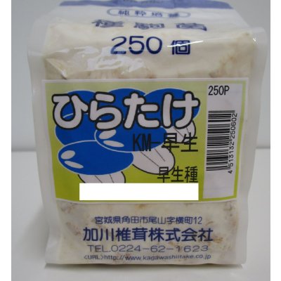 画像1: [きのこ菌]　ひらたけ　KM早生（種駒）250駒　加川椎茸（株）