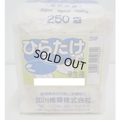 画像1: [きのこ菌]　ひらたけ　KM早生（種駒）250駒　加川椎茸（株）