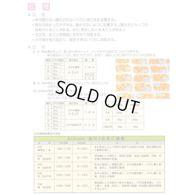 画像4: [きのこ菌]　なめこ菌　KM-88号 駒菌　250駒　加川椎茸（株）