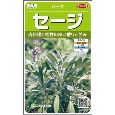 画像1: 送料無料　[ハーブの種]　セージ　約180粒　(株)サカタのタネ　実咲（003182）
