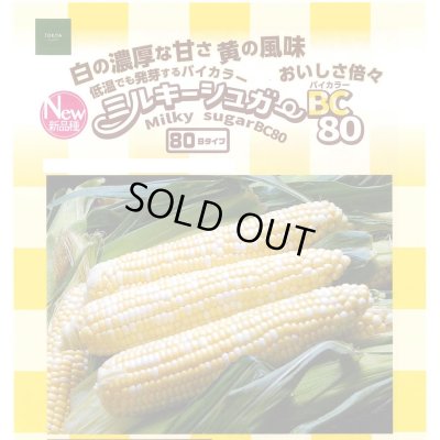 画像1: 送料無料　[とうもろこし]　ミルキーシュガーBC80　200粒　トキタ種苗(株)