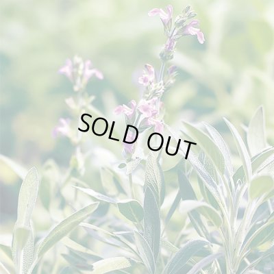 画像3: 送料無料　[ハーブの種]　セージ　約180粒　(株)サカタのタネ　実咲（003182）