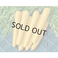 送料無料　[人参]　金美シトロン　1万粒　ヴィルモランみかど（株）