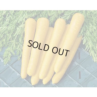 画像1: 送料無料　[人参]　金美シトロン　200粒　ヴィルモランみかど（株）