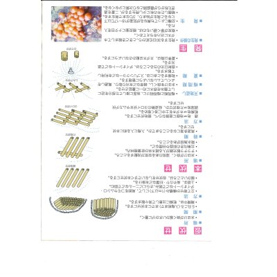 画像3: [きのこ菌]　なめこ菌　KM-88号　種菌（オガクズ）　1500cc　加川椎茸（株）