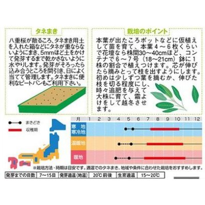 画像2: 送料無料　[ハーブの種]　セージ　約180粒　(株)サカタのタネ　実咲（003182）