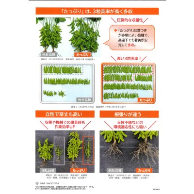 画像3: 送料無料　[枝豆]　たっぷり　1dl  （株）サカタのタネ