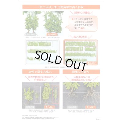 画像3: 送料無料　[枝豆]　たっぷり　約125粒（株）サカタのタネ　実咲550（107807）