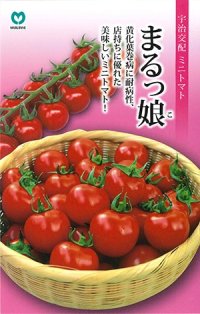 送料無料　[トマト/ミニトマト]　ミニトマト　まるっ娘　100粒　丸種（株）