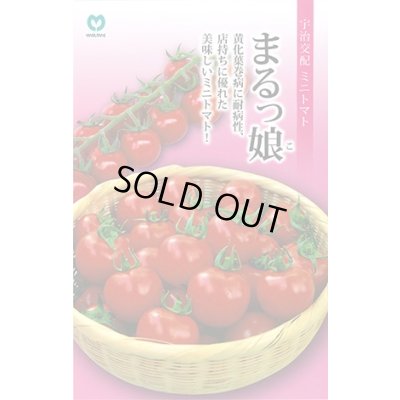 画像1: 送料無料　[トマト/ミニトマト]　ミニトマト　まるっ娘　100粒　丸種（株）