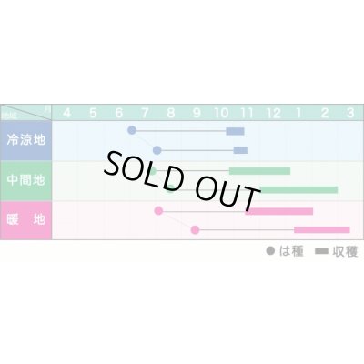 画像2: 送料無料　[人参]　金美シトロン　200粒　ヴィルモランみかど（株）