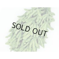 送料無料　[枝豆]　たっぷり　約125粒（株）サカタのタネ　実咲550（107807）