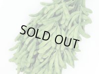 送料無料　[枝豆]　たっぷり　約125粒（株）サカタのタネ　実咲550（107807）