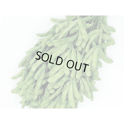 画像1: 送料無料　[枝豆]　たっぷり　約125粒（株）サカタのタネ　実咲550（107807）