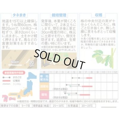 画像4: 送料無料　[枝豆]　たっぷり　約125粒（株）サカタのタネ　実咲550（107807）