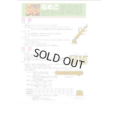 画像2: [きのこ菌]　なめこ菌　KM-88号 駒菌　250駒　加川椎茸（株）