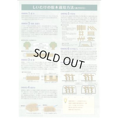 画像3: [きのこ菌]　しいたけ菌(肉丸)1000個入り