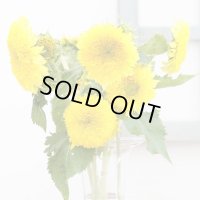 送料無料　花の種　ひまわり　グミーベア　約20粒　（株）サカタのタネ　実咲250（206036）