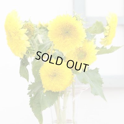 画像1: 送料無料　花の種　ひまわり　グミーベア　約20粒　（株）サカタのタネ　実咲250（206036）