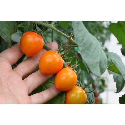 画像3: 送料無料　[トマト/ミニトマト]　トマトベリー　オレンジ　5粒　トキタ種苗（株）
