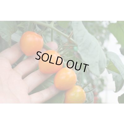 画像3: 送料無料　[トマト/ミニトマト]　トマトベリー　オレンジ　5粒　トキタ種苗（株）