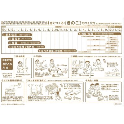 画像3: [きのこ菌]　ひらたけ　KM早生（種駒）250駒　加川椎茸（株）