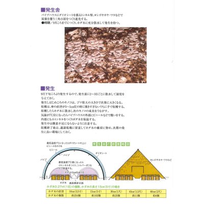 画像4: [きのこ菌]　ひらたけ　KM早生（オガクズ）1500cc　加川椎茸（株）
