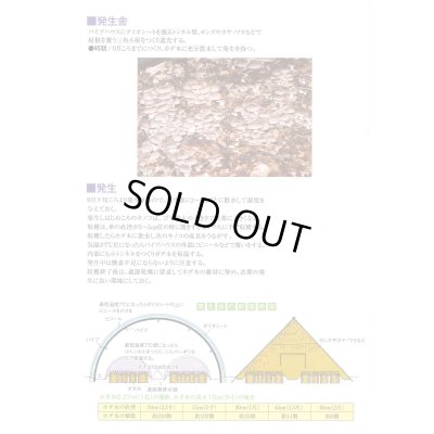画像4: [きのこ菌]　ひらたけ　KM早生（オガクズ）1500cc　加川椎茸（株）
