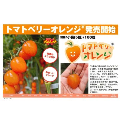 画像2: 送料無料　[トマト/ミニトマト]　トマトベリー　オレンジ　5粒　トキタ種苗（株）