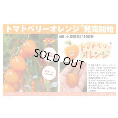画像2: 送料無料　[トマト/ミニトマト]　トマトベリー　オレンジ　5粒　トキタ種苗（株）