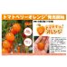 画像2: 送料無料　[トマト/ミニトマト]　トマトベリー　オレンジ　5粒　トキタ種苗（株） (2)