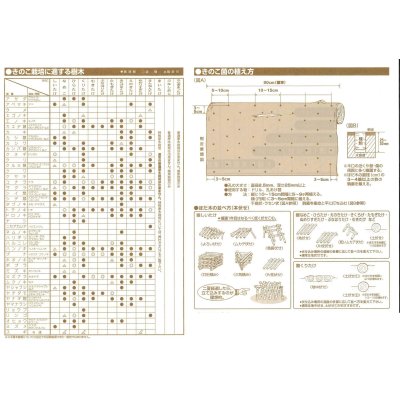 画像4: [きのこ菌]　ひらたけ　KM早生（種駒）250駒　加川椎茸（株）