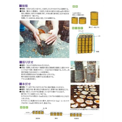 画像3: [きのこ菌]　ひらたけ　KM早生（オガクズ）1500cc　加川椎茸（株）