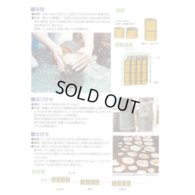 画像3: [きのこ菌]　ひらたけ　KM早生（オガクズ）1500cc　加川椎茸（株）