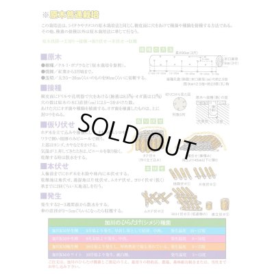 画像2: [きのこ菌]　ひらたけ　KM早生（種駒）250駒　加川椎茸（株）
