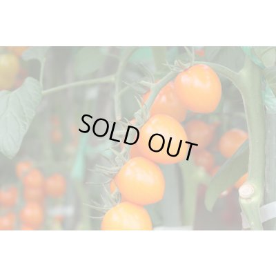 画像1: 送料無料　[トマト/ミニトマト]　トマトベリー　オレンジ　5粒　トキタ種苗（株）